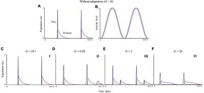 Phenological Coadaptation Can Stabilize Predator–Prey Dynamics